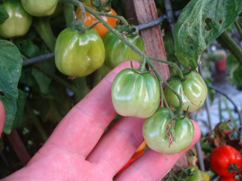  photo DSC05177Copy.jpg